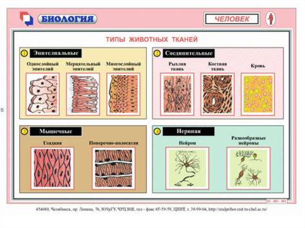 Биология тема ткани. Типы тканей организма человека и их функции таблица с рисунками. Строение различных тканей и клеток животных. Виды тканей человека таблица биология. Типы тканей животных таблица.