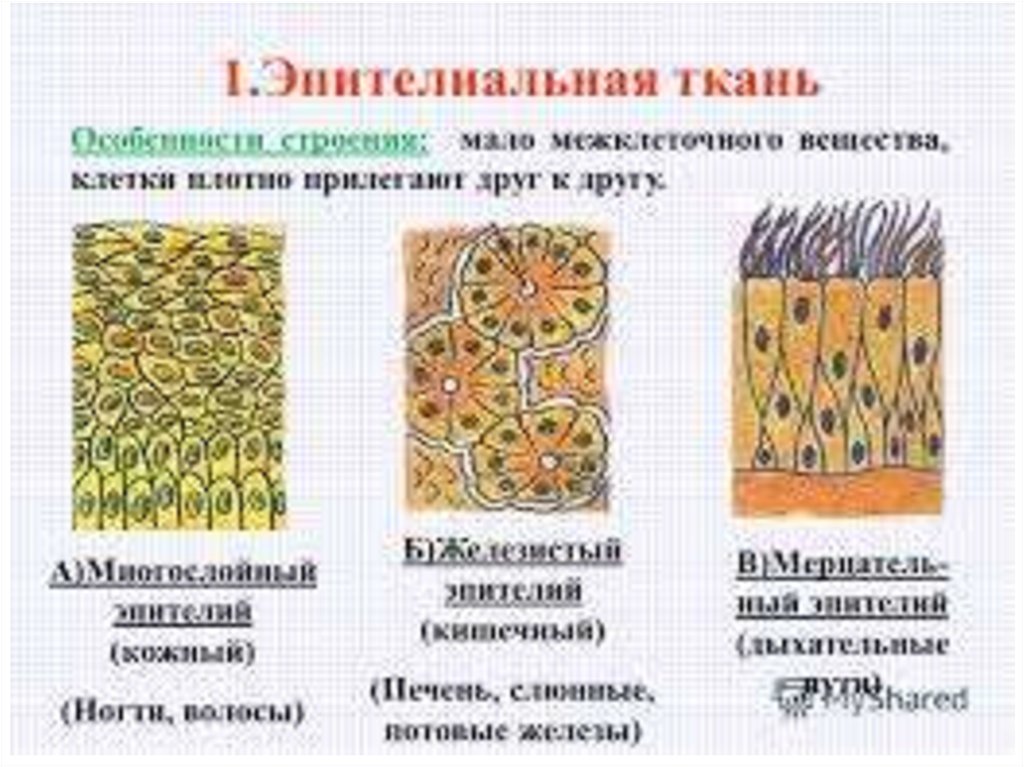 Выберите особенности строения. Строение ткани эпителиальной ткани. Строение эпителиальной ткани анатомия. Эпителиальная ткань виды строение. Строение покровной эпителиальной ткани.