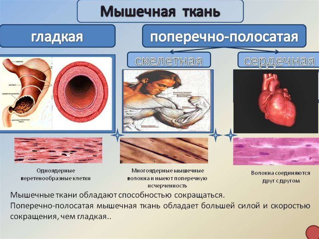 Мышечные ткани презентация