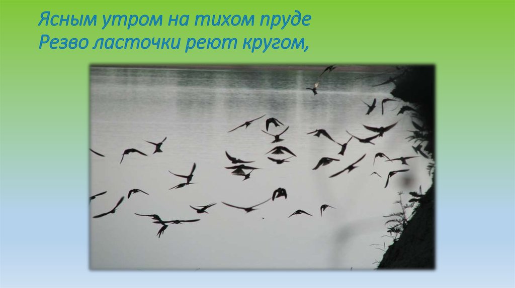 Ясным утром на тихом пруде Резво ласточки реют кругом,