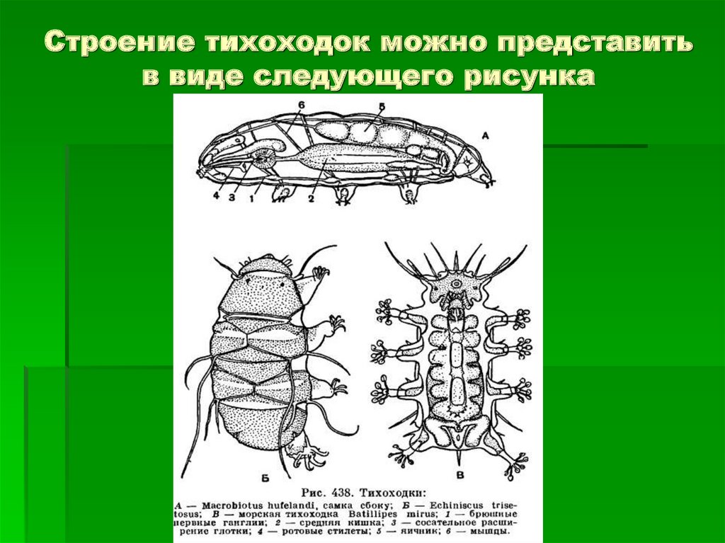 Адские тихоходки группа