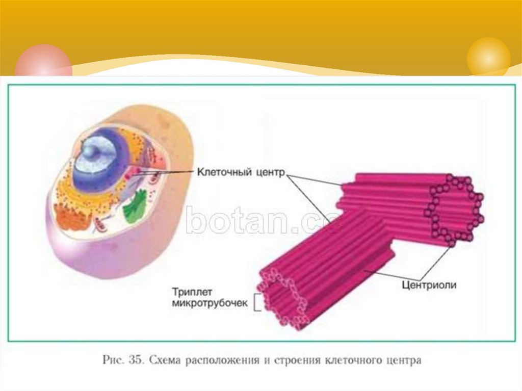 Клетка клеточный центр рисунок. Схема строения животной клетки клеточный центр. Строение клеточного центра эукариотической клетки. Строение органоида клеточный центр. Клеточные органоиды клеточный центр.