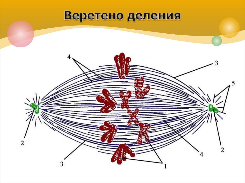 Веретено деления образуется из