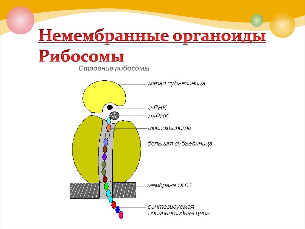 Какие структуры клеточного органоида позволяют установить что на рисунке изображена рибосома