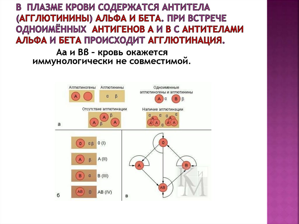 Группа крови альфа. Антитела плазмы 1 группы крови. Агглютинины Альфа и Бетта. Антитела Альфа и бета в крови это что. Антитела а и в содержащихся в плазме крови.