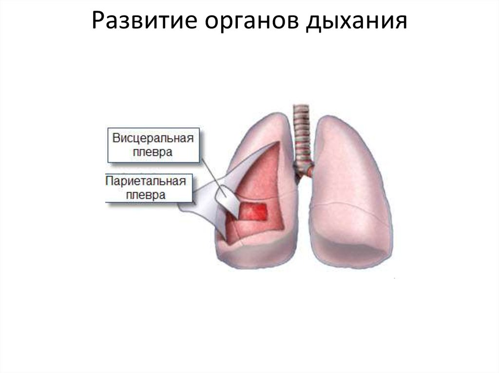 Разрыв плевры