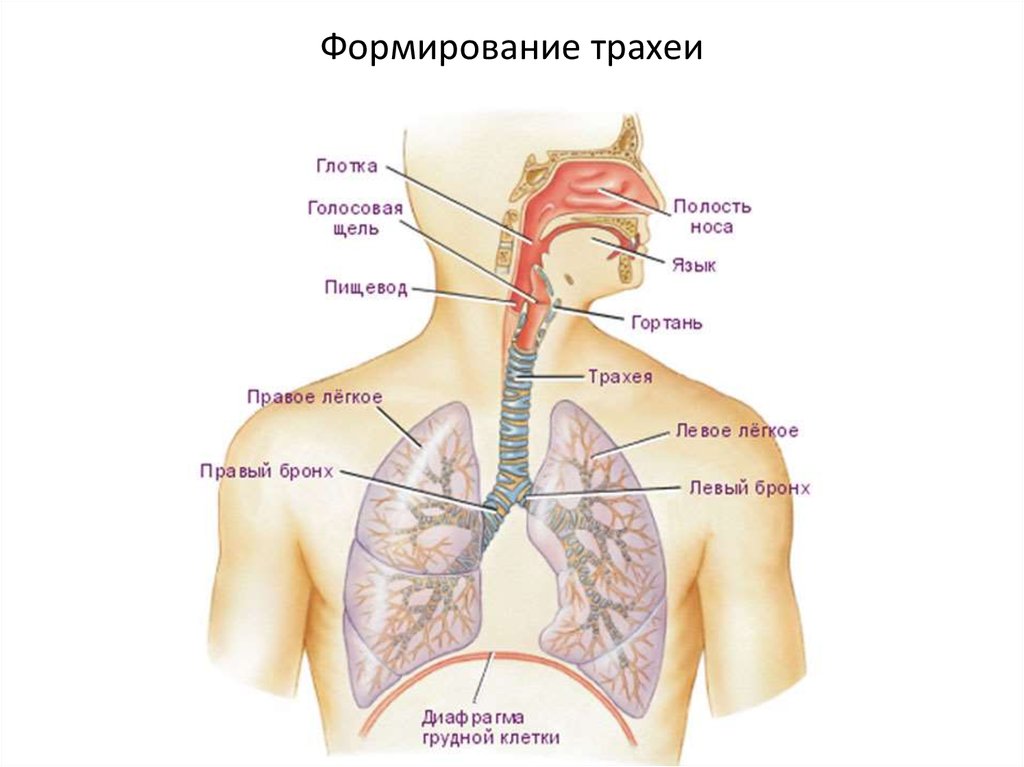 Формирование трахеи    