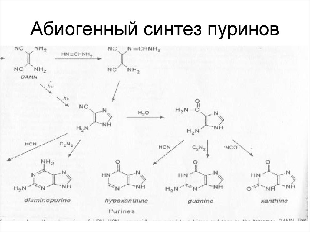 4 абиогенный синтез. Синтез пуринов из аммиака. Синтез пуринов. Абиогенный Синтез. Синтез органических веществ абиогенный пример из химии.