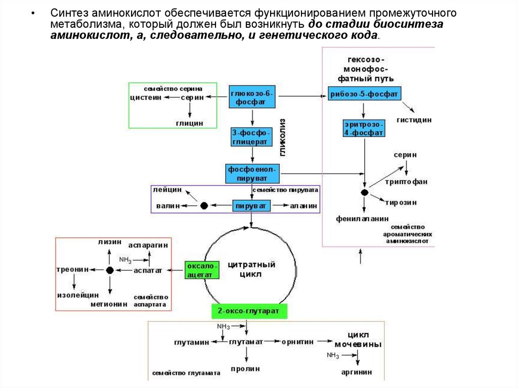 Место синтеза аминокислот. Синтез аминокислот. Источники азота для синтеза аминокислот. Аминокислоты синтезируются. Промежуточный метаболизм.