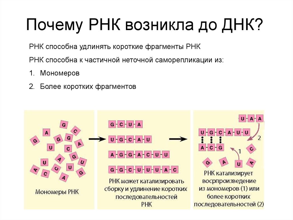 Почему р. Фрагмент РНК. Короткие ФРАГМЕНТЫ РНК. РНК зачем нужна. Фрагмент ДНК И РНК.