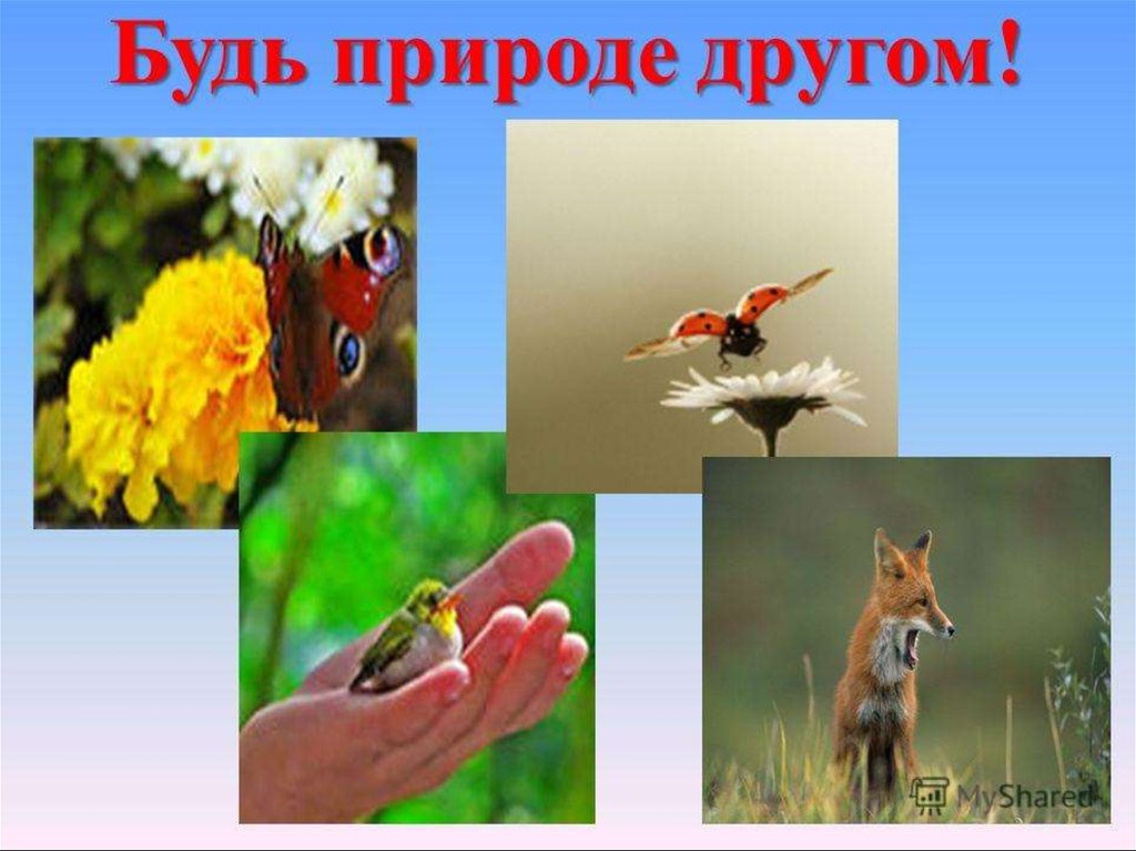 Проект живая природа