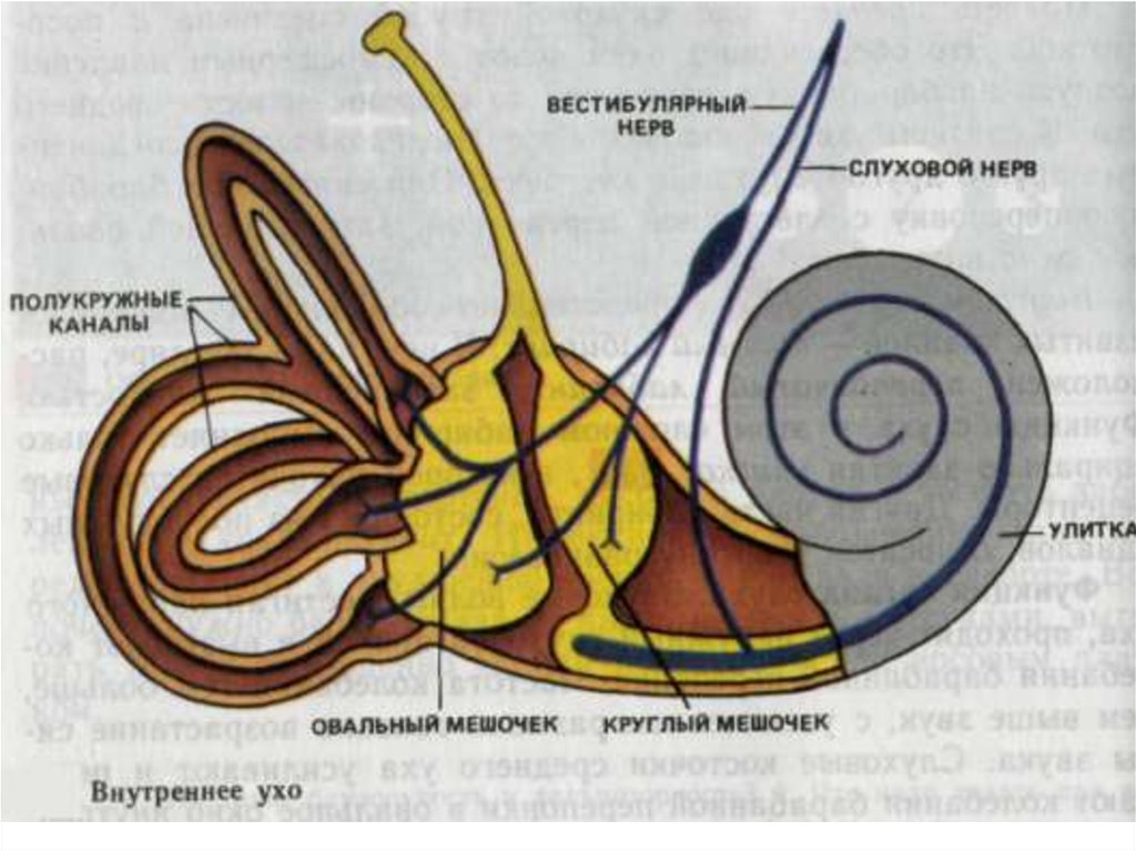 Три канала улитки. Строение вестибулярного аппарата схема. Рис 68 вестибулярный орган. Улитка вестибулярный аппарат. Строение внутреннего уха орган равновесия.