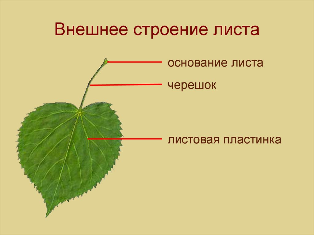 У большинства есть листья. Основание черешок листовая пластинка у листа. Строение листа березы. Внешнее строение листа. Внешнее строение листьев.