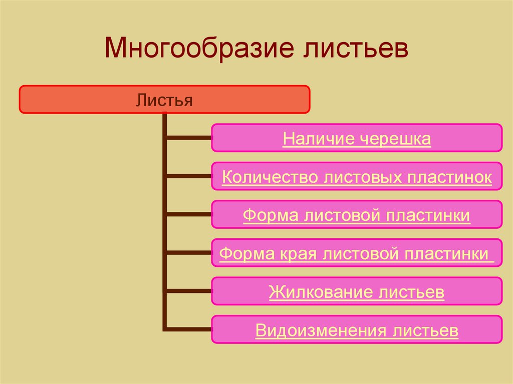 Причины разнообразия листьев