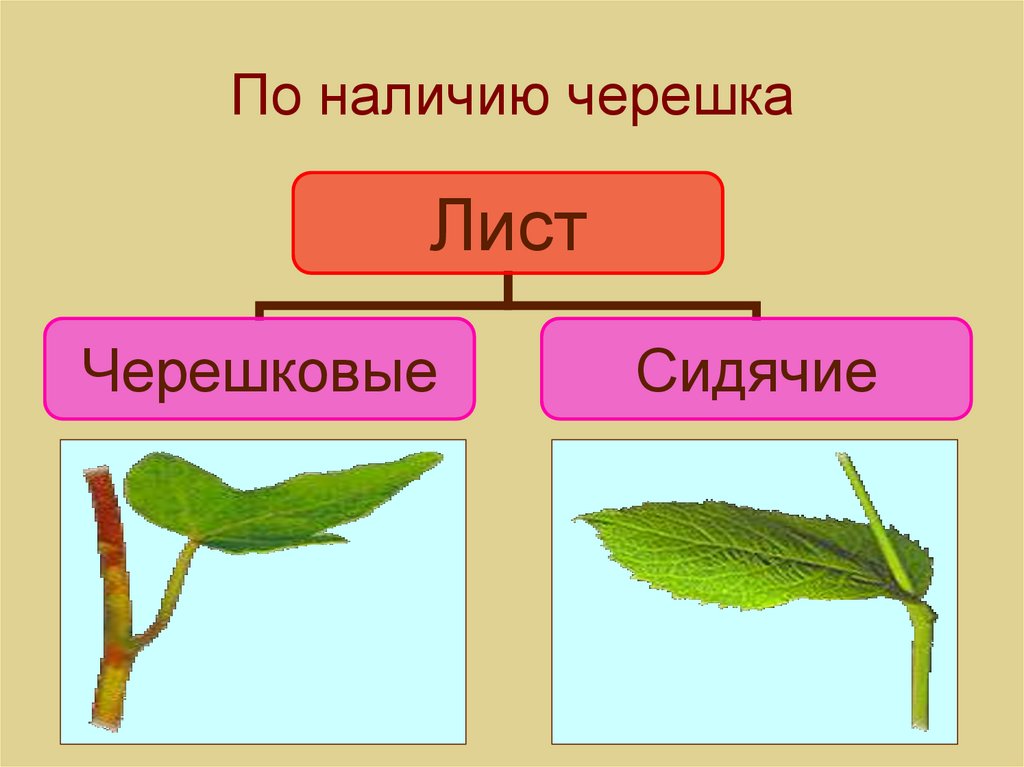 Внешнее строение листа сидячий черешковый