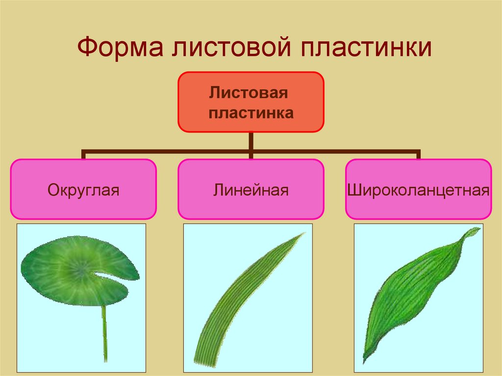 Сетчатое жилкование характерно для растений. Строение листовой пластинки. Формы листовых пластинок линейная. Какое бывает жилкование листьев. Форма листовой пластинки папоротника.