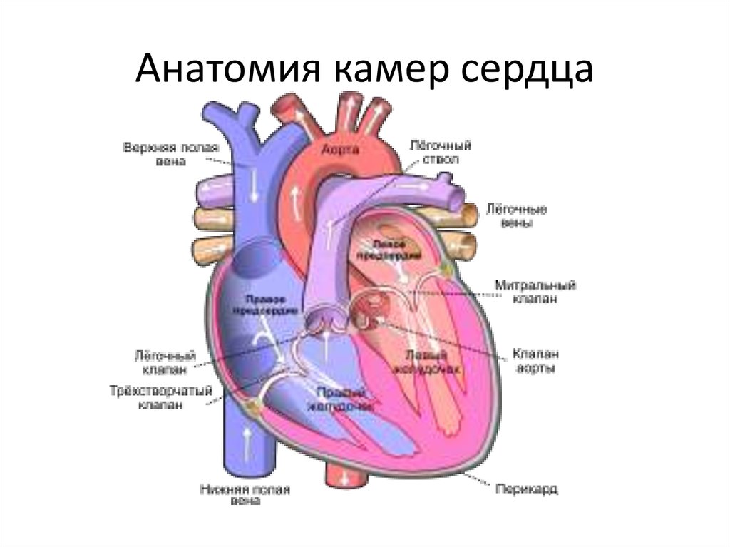 Назовите камеры сердца человека обозначенные на рисунке цифрами 2 и 6 какая кровь