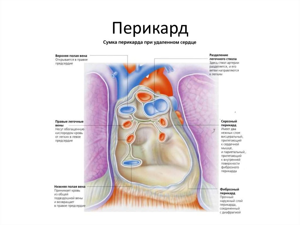 Перикард анатомия