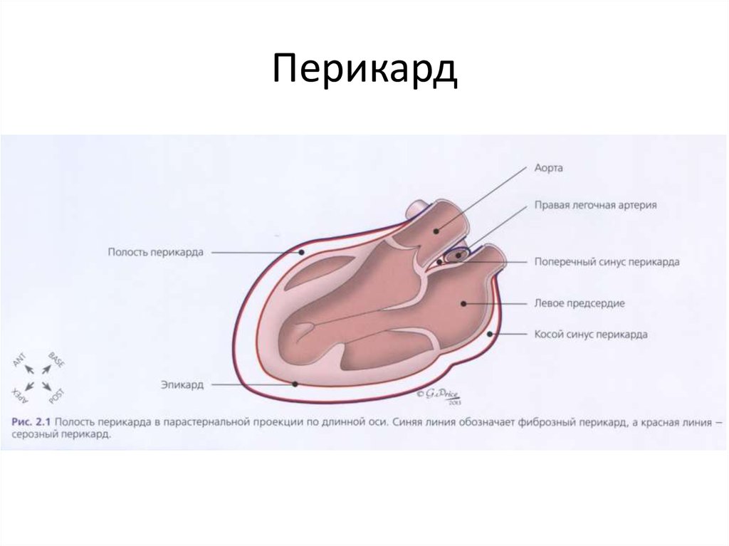 Перикард анатомия