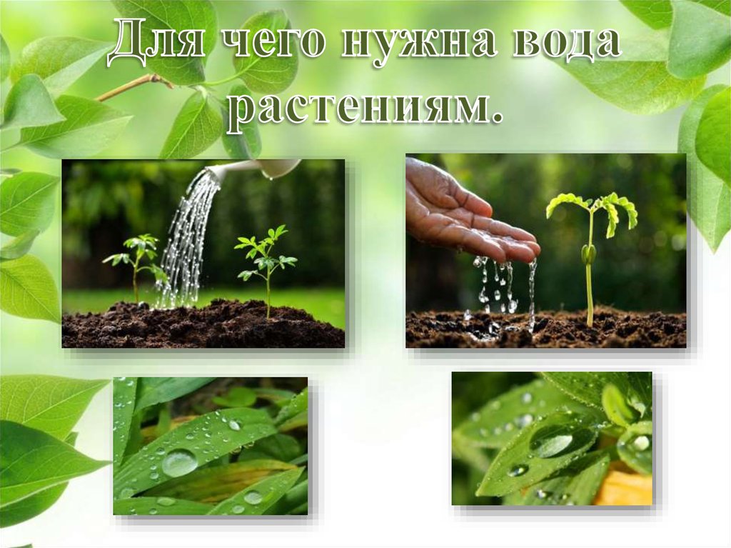 Нужна ли растению вода. Для чего нужна вода растениям. Зачем растениям вода. Вода в жизни растений для дошкольников. Зачем растениям нужна вода.