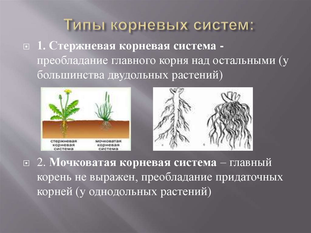 Главный корень у однодольных. Стипы Корневы х систем. Придаточная корневая система. Растения с мочковатой корневой системой.