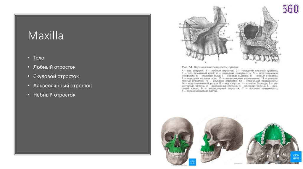 Что такое максилла у людей фото