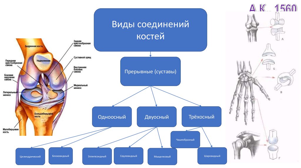 Артрология анатомия презентация