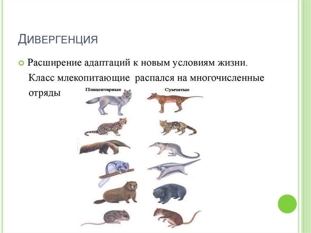 Идиоадаптация пресмыкающихся. Конвергенция и дивергенция в биологии. Дивергенция млекопитающих. Дивергенция примеры.