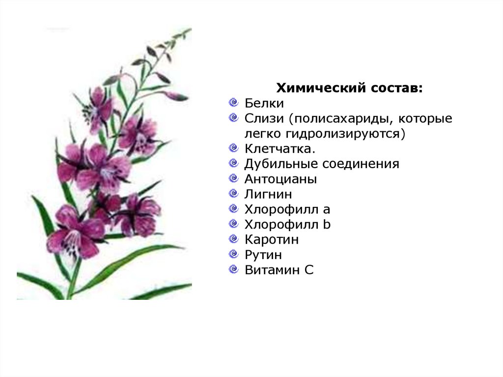 Лекарственные растения казахстана презентация