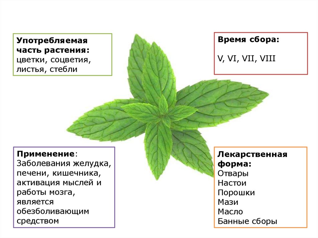 Лекарственные растения казахстана презентация