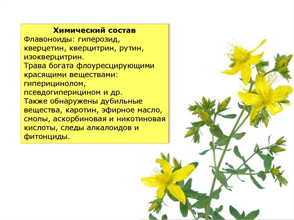 Лекарственные травы казахстана