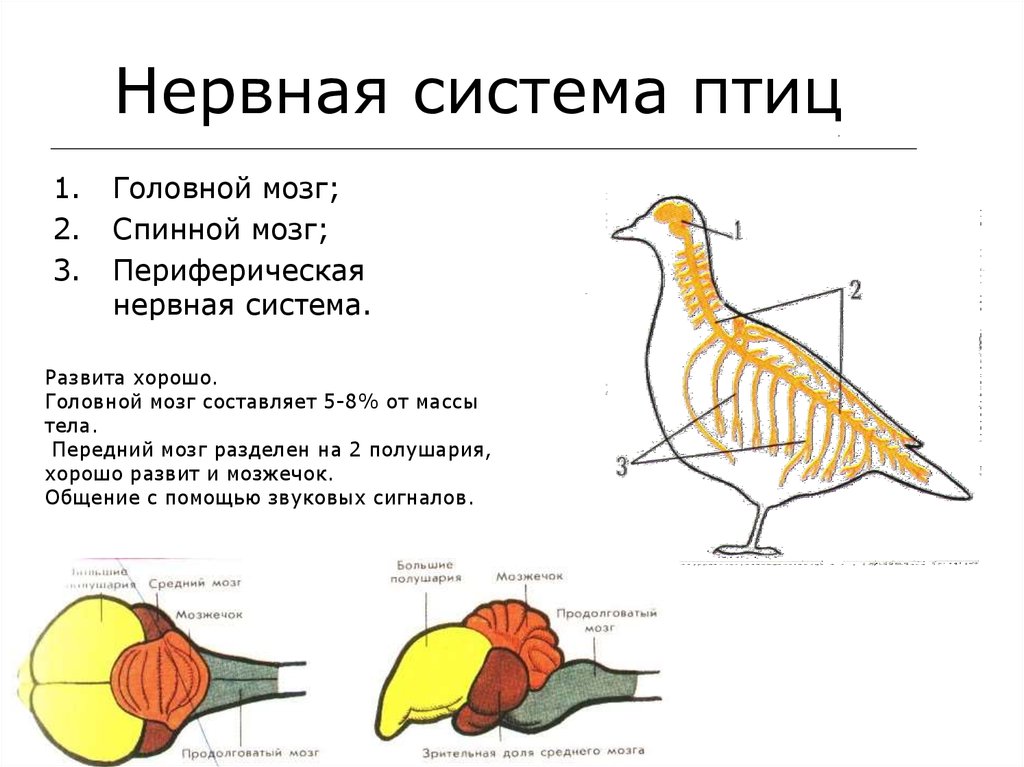 Развитый мозжечок у птиц. Отделы головного мозга у птиц схема. Внутреннее строение нервная система птицы 7 класс биология. Строение нервная системы класс птицы. Нервная система птиц схема.