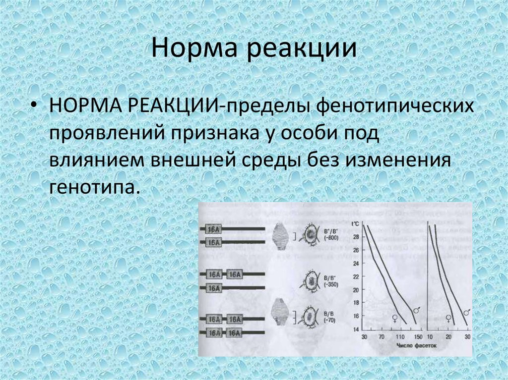 И под влиянием внешней. Понятие нормы реакции. Что такое норма реакции в биологии 9 класс. Норма реакции биология 9 кл. Норма реакции это в биологии.