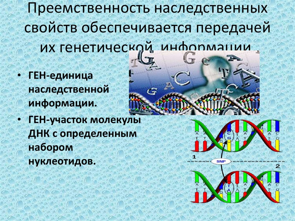 Свойство генетической информации. Ген наследственной информации. Ген это единица наследственной информации. Передача генетической информации. Ген это участок молекулы ДНК.