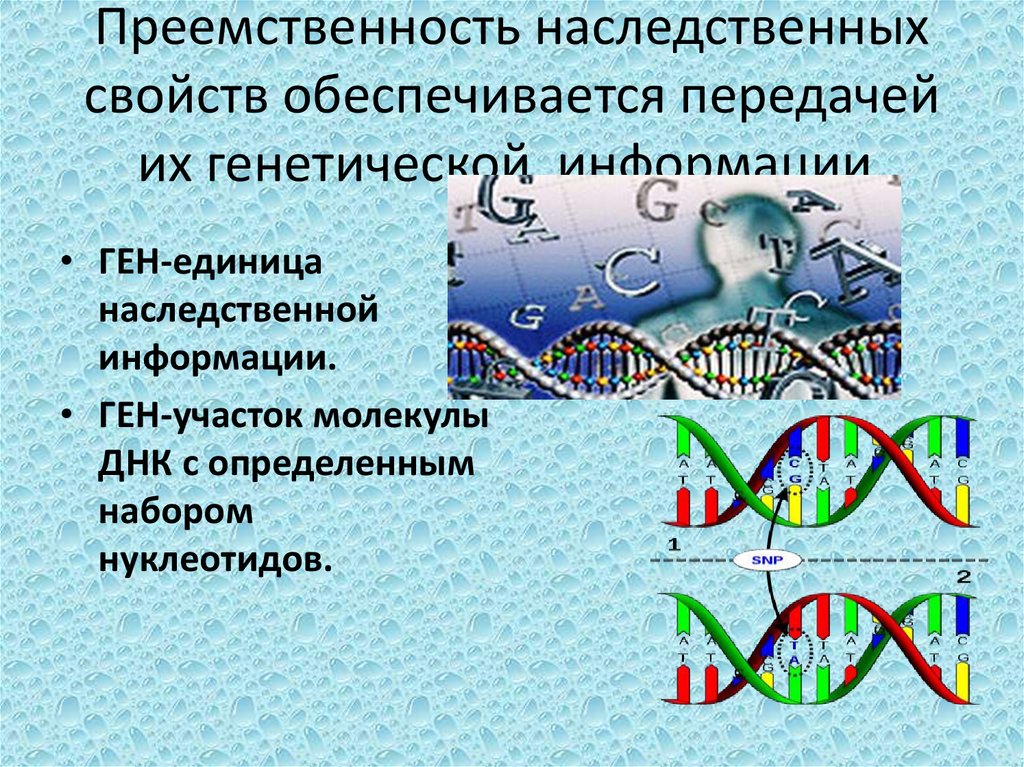 Передача наследственной информации. Участие Гена в передаче наследственной информации. Ген-единица наследственной инфо. Ген и генетическая информация. Ген это участок молекулы ДНК.