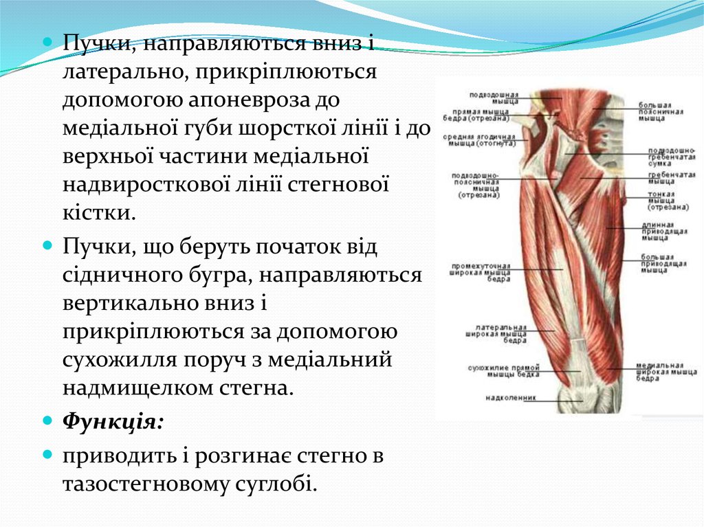 Что значит латерально