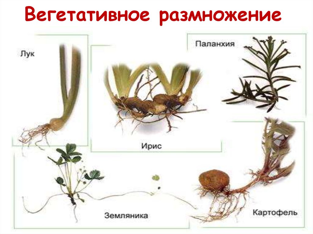 Способы вегетативного размножения с примерами. Вегетативное размножение Баранец. Бесполое размножение вегетативное.
