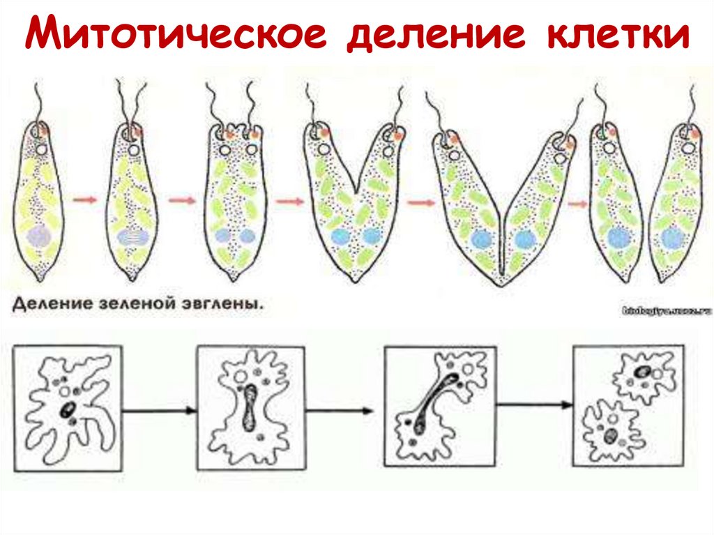 Митотическое деление рисунок