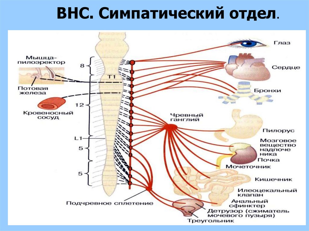 Расширение зрачков отдел нервной системы