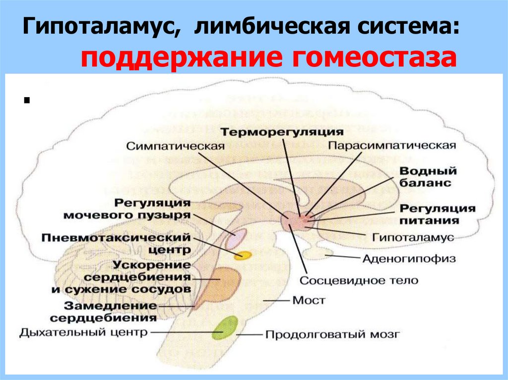 Высшие отделы цнс. Роль гипоталамуса в вегетативной нервной системе. Пневмотаксический центр роль. Дыхательный центр лимбической системы. Регуляция вегетативной нервной системой гипоталамусом схема.