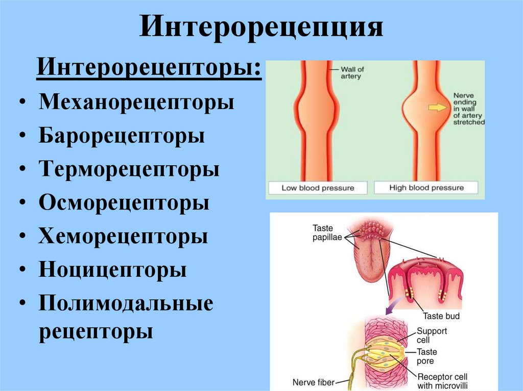 Барорецепторы это