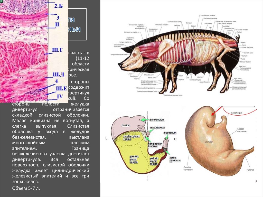 Желудок животных строение. Строение однокамерного желудка у животных анатомия. Строение желудка свиньи. Желудок свиньи анатомия. Строение желудка животного.