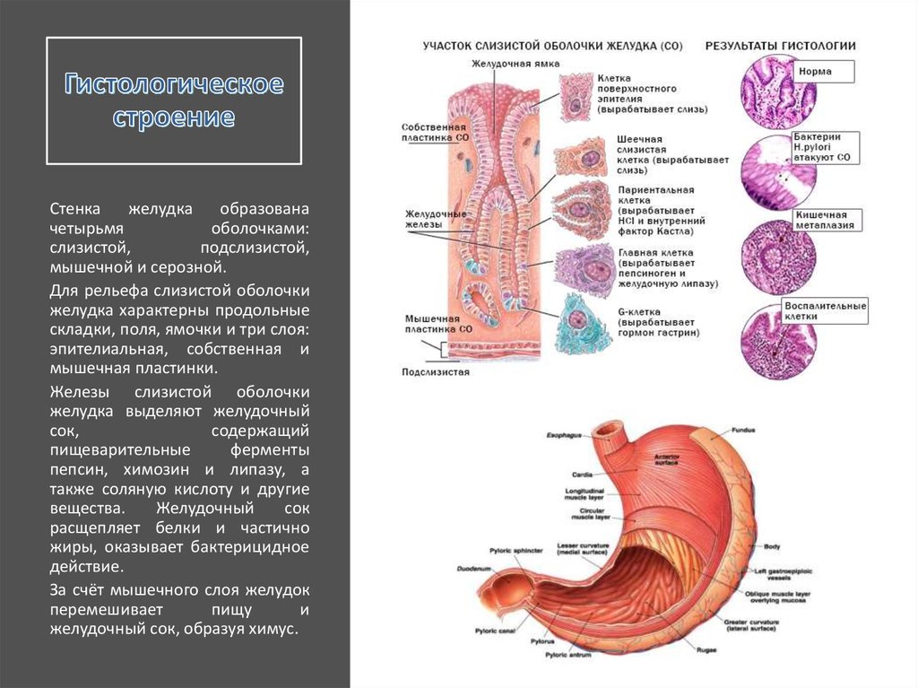 Слизистая оболочка желудка содержит. Строение стенки желудка анатомия. Строение слизистой стенки желудка. Слои стенки желудка анатомия. Слизистая оболочка желудка анатомия.