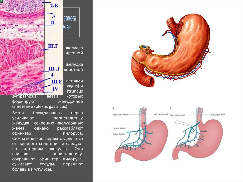 Желудок животных строение. Однокамерный желудок животных анатомия. Строение однокамерного желудка у животных анатомия. Однокамерный желудок КРС.