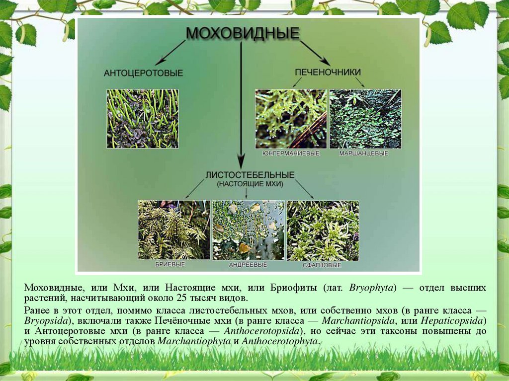 Примеры растений группы мхов. Класс антоцеротовые мхи. Антоцеротовые мхи примеры. Характеристика класса антоцеротовые мхи. Экологическая роль сфагновых мхов.
