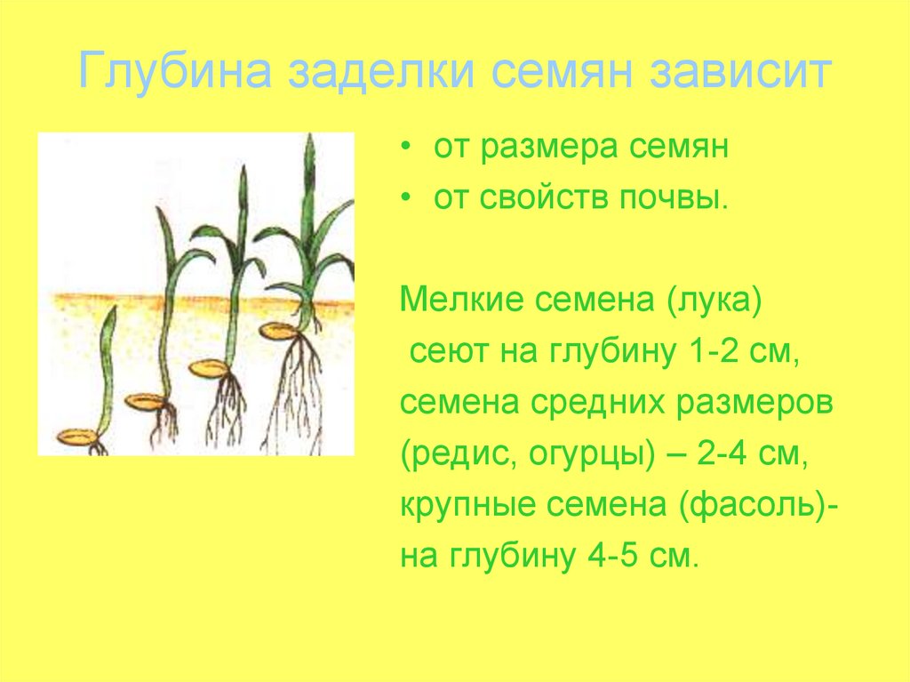 Биология 6 класс прорастание семян презентация 6 класс