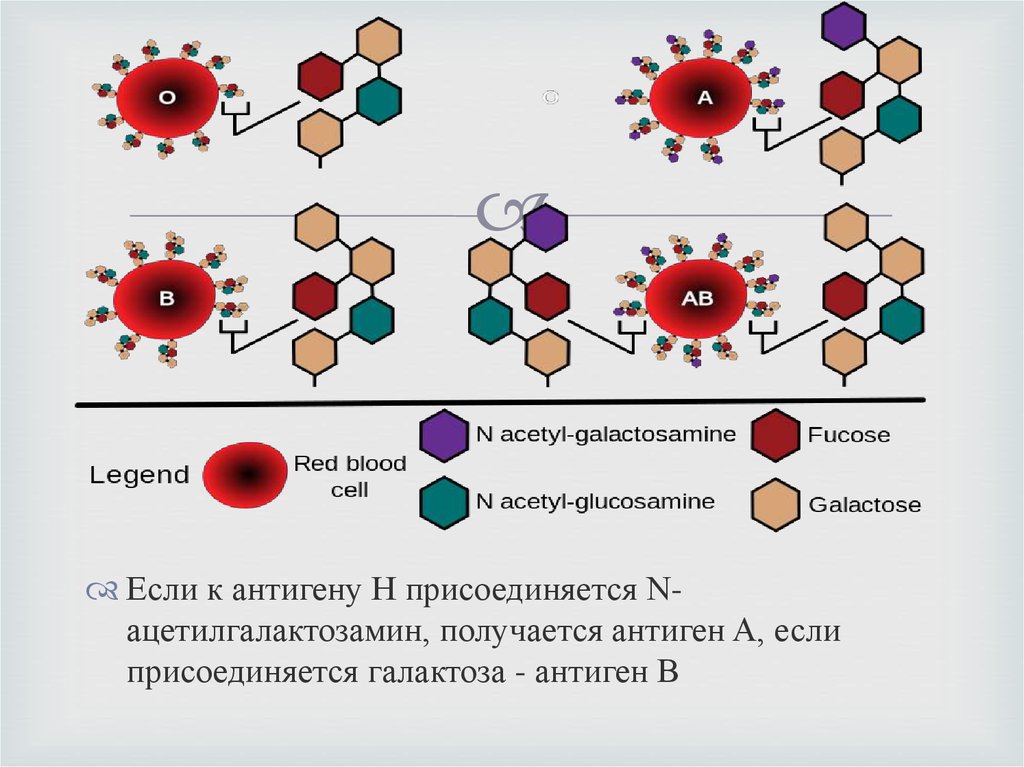 Микробиота кишечника презентация