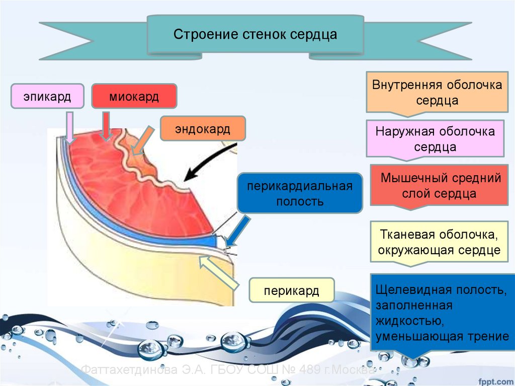 Наружная оболочка сердца