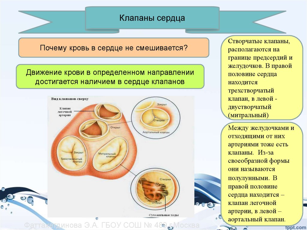 Полулунные клапаны сердца находятся между