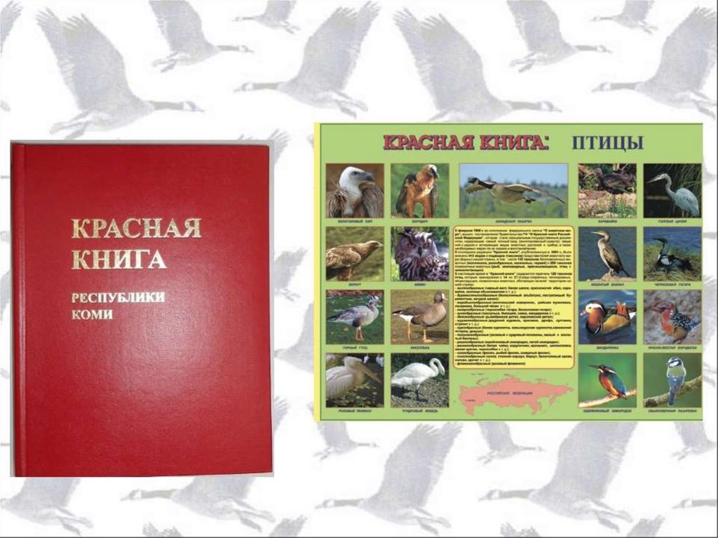 Красная книга республики татарстан презентация